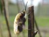 Bombylius major